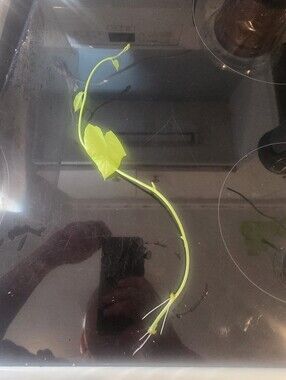 Sweet Potatoe Vine Plant Is Rooted